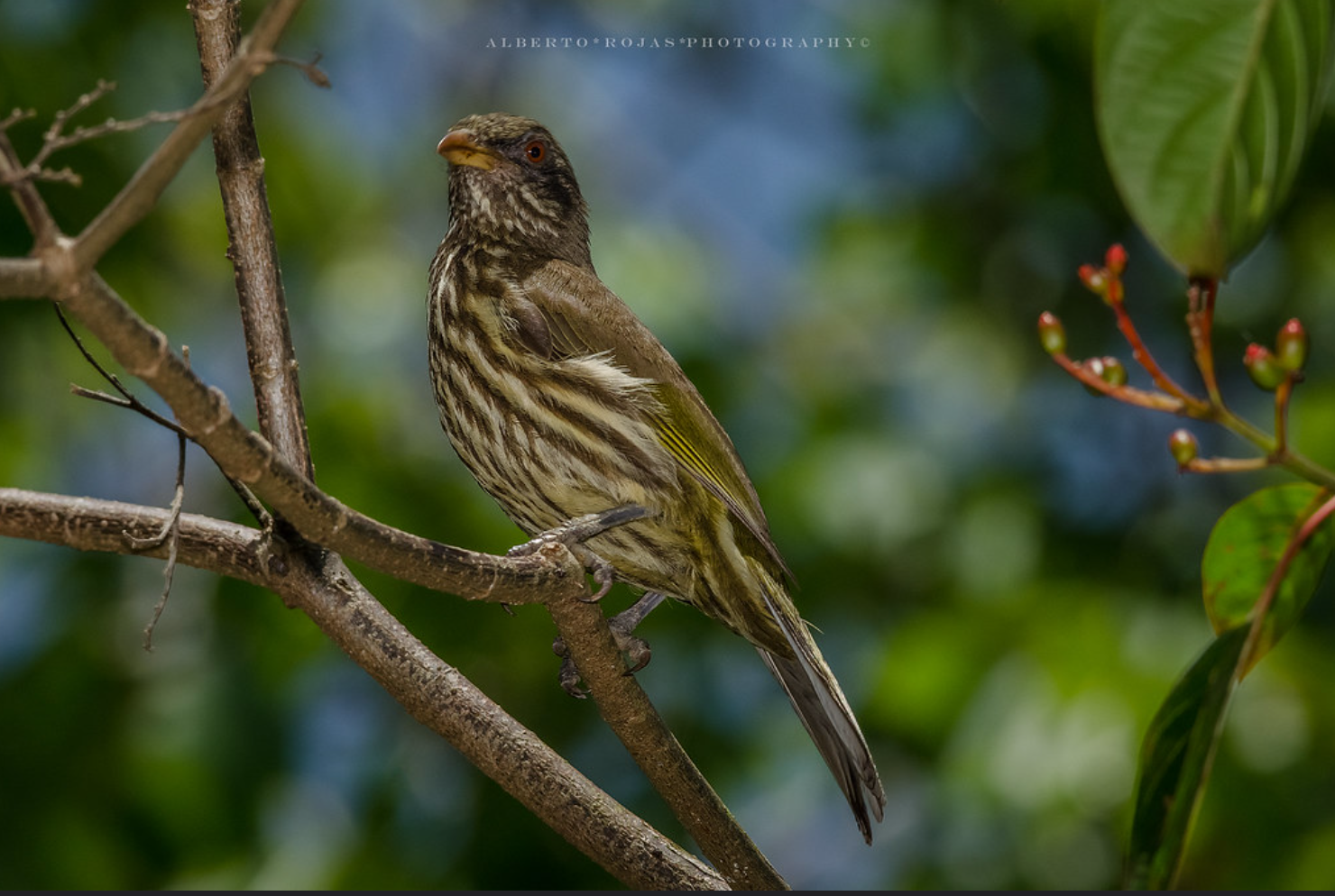 Punta Cana: Bird Watching at Punta Cana Foundation Area - Image 6
