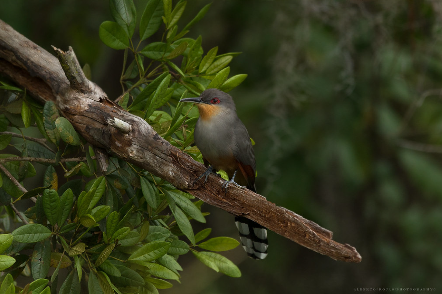 Punta Cana: Bird Watching at Punta Cana Foundation Area - Image 13