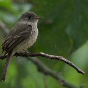 Punta Cana: Bird Watching at Punta Cana Foundation Area