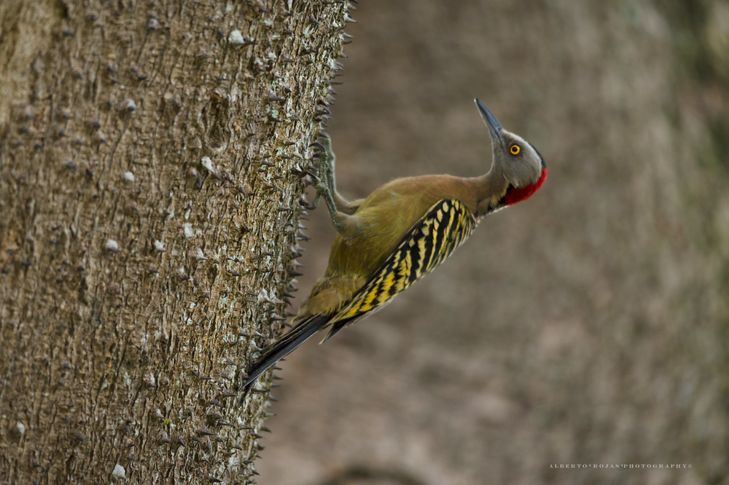 Punta Cana: Bird Watching at Punta Cana Foundation Area - Image 11