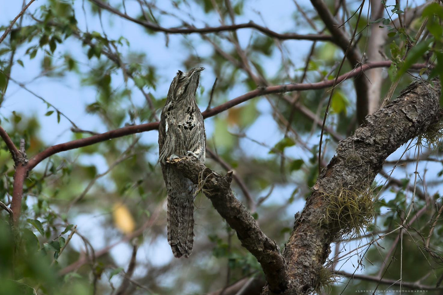 Punta Cana: Bird Watching at Punta Cana Foundation Area - Image 10