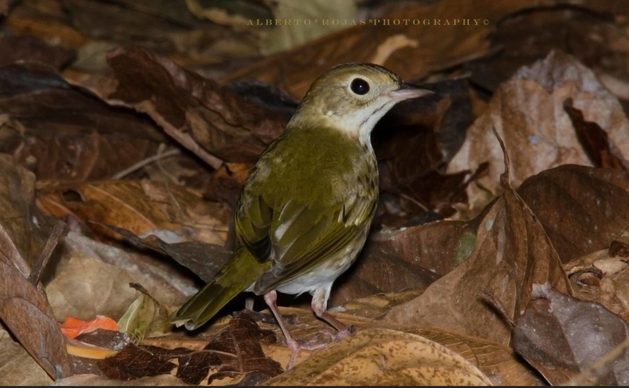 Punta Cana: Bird Watching at Punta Cana Foundation Area - Image 7
