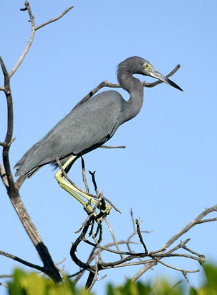 Caño Hondo : Los Haitises Sunrise or Sunset Private Kayak Excursion with Locals - Image 21