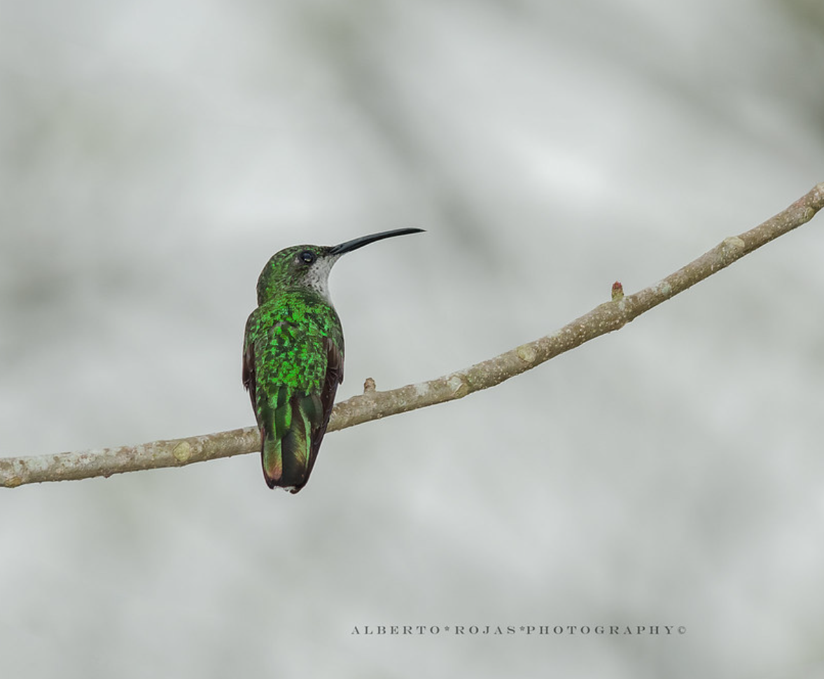 Punta Cana: Bird Watching at Punta Cana Foundation Area - Image 8