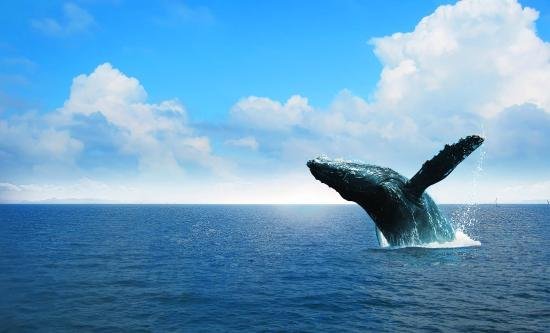 Samaná Whale Watching & Cayo Levantado (Bacardi Island) From Cap Cana - Image 12