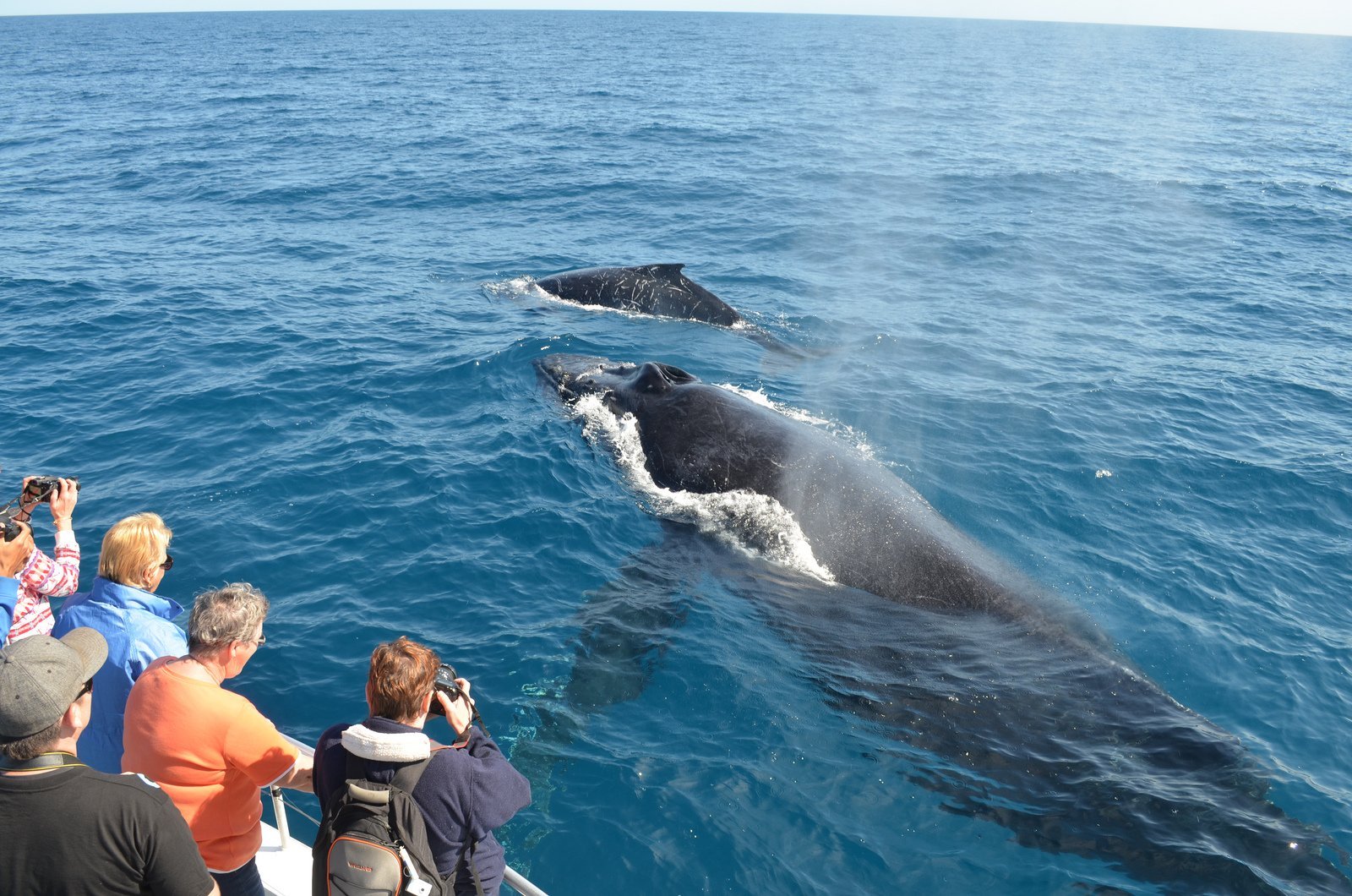 Samaná Whale Watching & Cayo Levantado (Bacardi Island) From Cap Cana - Image 4