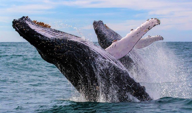 Samaná Whale Watching & Cayo Levantado (Bacardi Island) From Cap Cana - Image 6