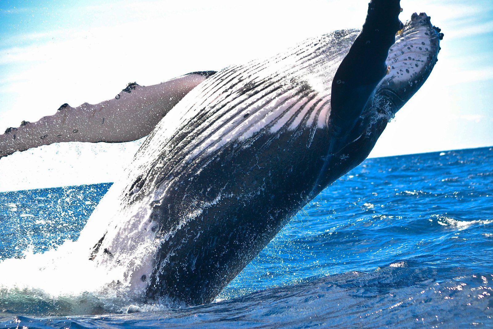 Samaná Whale Watching & Cayo Levantado (Bacardi Island) From Cap Cana - Image 9