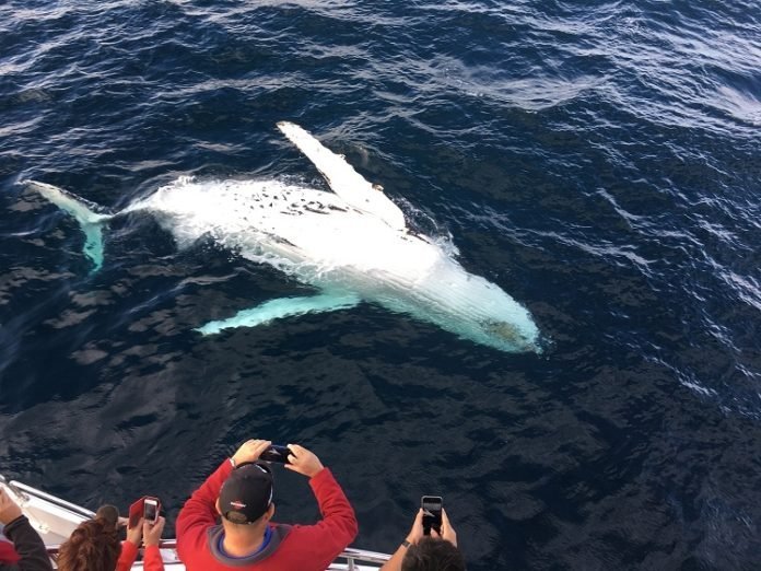 Samaná Whale Watching & Cayo Levantado (Bacardi Island) From Cap Cana - Image 18