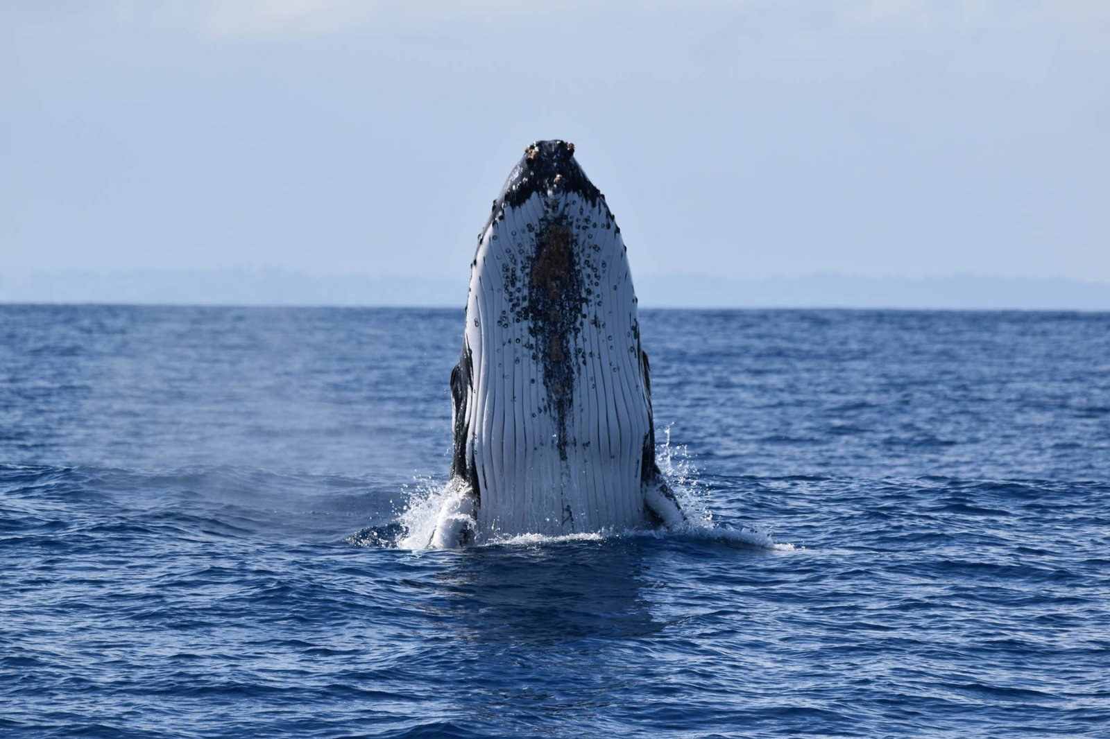 Samaná Whale Watching & Cayo Levantado (Bacardi Island) From Cap Cana - Image 19