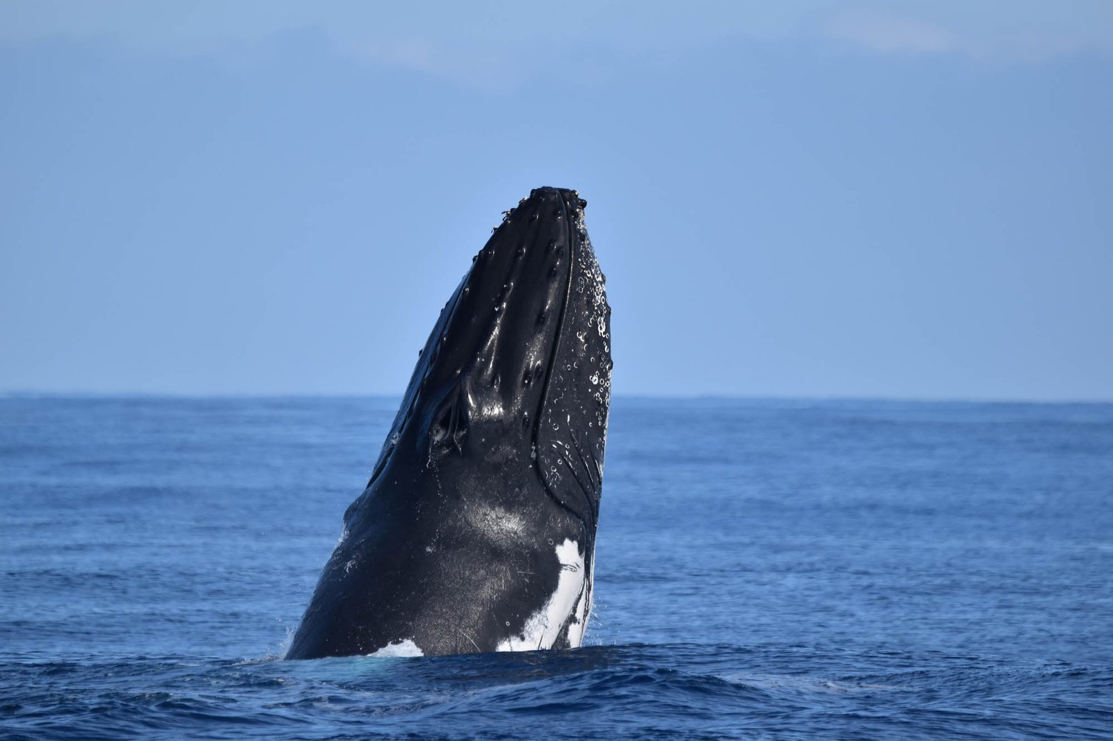 Samaná Whale Watching & Cayo Levantado (Bacardi Island) From Cap Cana - Image 20