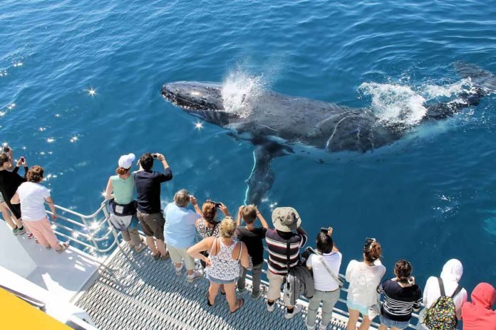 Samaná Whale Watching & Cayo Levantado (Bacardi Island) From Cap Cana - Image 16