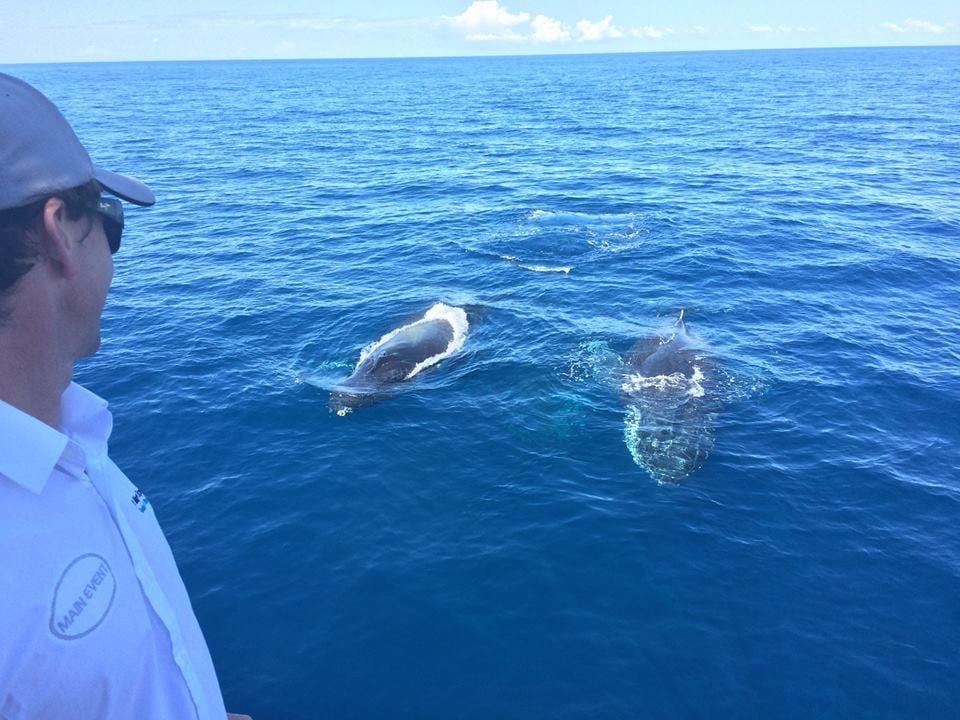 Samaná Whale Watching & Cayo Levantado (Bacardi Island) From Cap Cana - Image 17